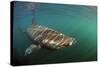 Basking Shark (Cetorhinus Maximus) Just Below the Surface with Light Patterns on Body, Mull, UK-Sá-Stretched Canvas