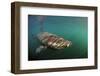 Basking Shark (Cetorhinus Maximus) Just Below the Surface with Light Patterns on Body, Mull, UK-Sá-Framed Photographic Print