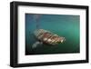 Basking Shark (Cetorhinus Maximus) Just Below the Surface with Light Patterns on Body, Mull, UK-Sá-Framed Photographic Print