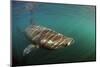 Basking Shark (Cetorhinus Maximus) Just Below the Surface with Light Patterns on Body, Mull, UK-Sá-Mounted Photographic Print