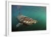Basking Shark (Cetorhinus Maximus) Just Below the Surface with Light Patterns on Body, Mull, UK-Sá-Framed Photographic Print