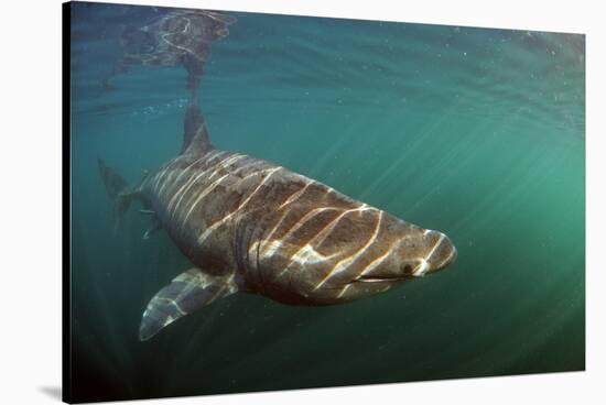 Basking Shark (Cetorhinus Maximus) Just Below the Surface with Light Patterns on Body, Mull, UK-Sá-Stretched Canvas