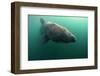 Basking Shark (Cetorhinus Maximus) Mull, Scotland, June 2009-Sá-Framed Photographic Print