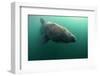 Basking Shark (Cetorhinus Maximus) Mull, Scotland, June 2009-Sá-Framed Photographic Print