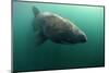 Basking Shark (Cetorhinus Maximus) Mull, Scotland, June 2009-Sá-Mounted Photographic Print