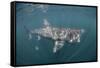 Basking Shark (Cetorhinus Maximus) Off the Island of Mull, Scotland, June-Sá-Framed Stretched Canvas