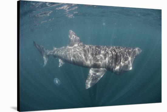 Basking Shark (Cetorhinus Maximus) Off the Island of Mull, Scotland, June-Sá-Stretched Canvas