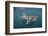 Basking Shark (Cetorhinus Maximus) Off the Island of Mull, Scotland, June-Sá-Framed Photographic Print