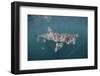 Basking Shark (Cetorhinus Maximus) Off the Island of Mull, Scotland, June-Sá-Framed Photographic Print