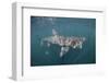 Basking Shark (Cetorhinus Maximus) Off the Island of Mull, Scotland, June-Sá-Framed Photographic Print