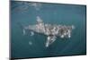 Basking Shark (Cetorhinus Maximus) Off the Island of Mull, Scotland, June-Sá-Mounted Photographic Print