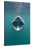 Basking Shark (Cetorhinus Maximus) with Mouth Open Feeding on Plankton, Hebrides, Scotland, UK-Alex Mustard-Stretched Canvas