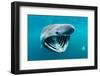 Basking shark feeding on plankton, Inner Hebrides, Scotland-Alex Mustard-Framed Photographic Print