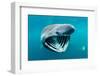 Basking shark feeding on plankton, Inner Hebrides, Scotland-Alex Mustard-Framed Photographic Print