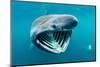 Basking shark feeding on plankton, Inner Hebrides, Scotland-Alex Mustard-Mounted Photographic Print