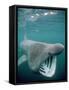 Basking Shark Mouth Open-null-Framed Stretched Canvas