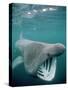 Basking Shark Mouth Open-null-Stretched Canvas