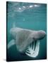 Basking Shark Mouth Open-null-Stretched Canvas