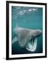 Basking Shark Mouth Open-null-Framed Photographic Print