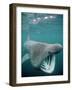 Basking Shark Mouth Open-null-Framed Photographic Print