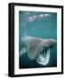 Basking Shark Mouth Open-null-Framed Photographic Print