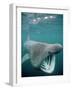 Basking Shark Mouth Open-null-Framed Photographic Print