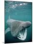 Basking Shark Mouth Open-null-Mounted Photographic Print