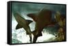 Basking Sharks in the Aquarium, Loro Parque, Tenerife, Canary Islands, 2007-Peter Thompson-Framed Stretched Canvas