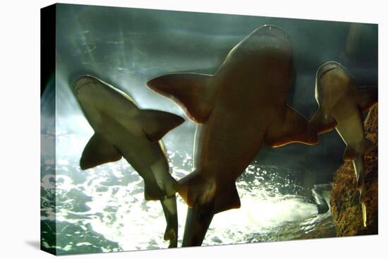 Basking Sharks in the Aquarium, Loro Parque, Tenerife, Canary Islands, 2007-Peter Thompson-Stretched Canvas