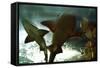 Basking Sharks in the Aquarium, Loro Parque, Tenerife, Canary Islands, 2007-Peter Thompson-Framed Stretched Canvas