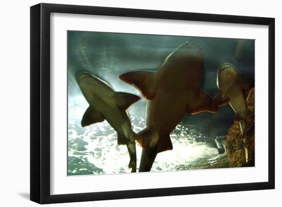 Basking Sharks in the Aquarium, Loro Parque, Tenerife, Canary Islands, 2007-Peter Thompson-Framed Photographic Print