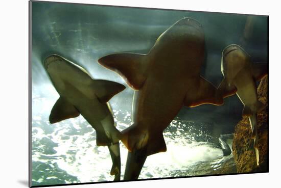 Basking Sharks in the Aquarium, Loro Parque, Tenerife, Canary Islands, 2007-Peter Thompson-Mounted Photographic Print