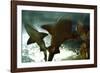 Basking Sharks in the Aquarium, Loro Parque, Tenerife, Canary Islands, 2007-Peter Thompson-Framed Photographic Print