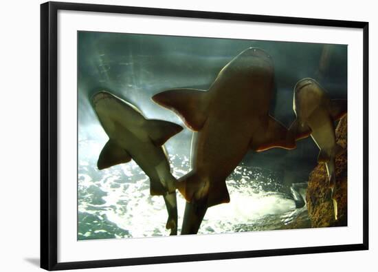 Basking Sharks in the Aquarium, Loro Parque, Tenerife, Canary Islands, 2007-Peter Thompson-Framed Photographic Print