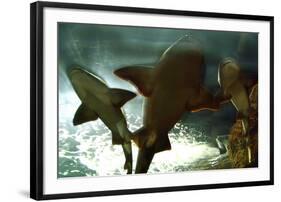 Basking Sharks in the Aquarium, Loro Parque, Tenerife, Canary Islands, 2007-Peter Thompson-Framed Photographic Print