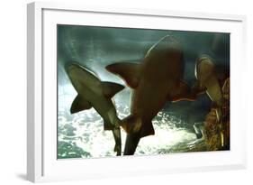 Basking Sharks in the Aquarium, Loro Parque, Tenerife, Canary Islands, 2007-Peter Thompson-Framed Photographic Print