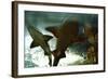 Basking Sharks in the Aquarium, Loro Parque, Tenerife, Canary Islands, 2007-Peter Thompson-Framed Photographic Print