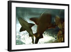 Basking Sharks in the Aquarium, Loro Parque, Tenerife, Canary Islands, 2007-Peter Thompson-Framed Photographic Print