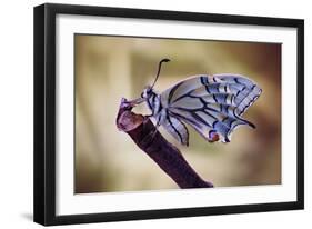 Basking-Jimmy Hoffman-Framed Giclee Print