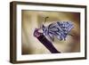 Basking-Jimmy Hoffman-Framed Giclee Print