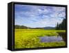 Bass Harbor Marsh in Acadia National Park, Maine, USA-Chuck Haney-Framed Stretched Canvas