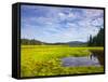 Bass Harbor Marsh in Acadia National Park, Maine, USA-Chuck Haney-Framed Stretched Canvas