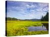 Bass Harbor Marsh in Acadia National Park, Maine, USA-Chuck Haney-Stretched Canvas