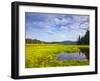 Bass Harbor Marsh in Acadia National Park, Maine, USA-Chuck Haney-Framed Photographic Print