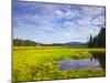 Bass Harbor Marsh in Acadia National Park, Maine, USA-Chuck Haney-Mounted Photographic Print