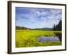 Bass Harbor Marsh in Acadia National Park, Maine, USA-Chuck Haney-Framed Photographic Print