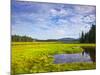 Bass Harbor Marsh in Acadia National Park, Maine, USA-Chuck Haney-Mounted Photographic Print