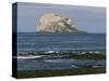 Bass Rock Gannetry, from the North Berwick Shore, East Lothian, Scotland, United Kingdom-Roy Rainford-Stretched Canvas