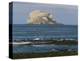 Bass Rock Gannetry, from the North Berwick Shore, East Lothian, Scotland, United Kingdom-Roy Rainford-Stretched Canvas