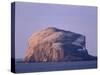 Bass Rock, Large Gannet Colony of around 80000 Nests, Near North Berwick, East Lothian, Scotland-Patrick Dieudonne-Stretched Canvas